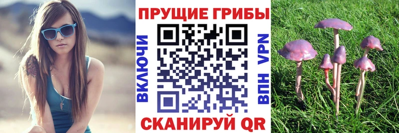 Купить закладки  Бор  Галлюциногенные грибы Psilocybine cubensis 